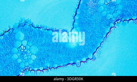 POA Leaf cs sous microscope optique Banque D'Images