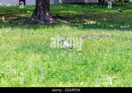 Un corbeau à capuche se dresse dans une haute herbe verte dans un parc de la ville avec des pigeons et des arbres en arrière-plan sur une journée d'été lumineuse. Banque D'Images