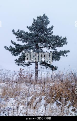 Sapin solitaire debout dans un champ de neige givré sous un ciel hivernal calme lors d'un matin de Foggy Banque D'Images