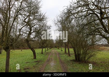 Un paisible chemin de terre serpente entre des arbres sans feuilles dans un champ verdoyant calme. Le ciel, rempli de nuages doux, crée une atmosphère calme parfaite pour une re Banque D'Images