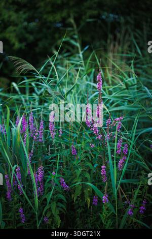 Fleurs de loosestrife pourpres (Lythrum salicaria) dans des plants de roseaux verts. Fond vert nature Banque D'Images