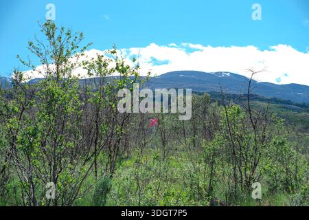 Paysage d'été dans le parc national d'Abisko, promenade en bois traversant la toundra verte à côté d'un lac de montagne calme, ciel bleu clair et grand paysage ouvert Banque D'Images