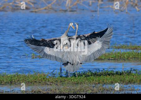 Conflit territorial des grands hérons bleus (Ardea herodias), comté de Fort Bend, Texas, États-Unis. Banque D'Images