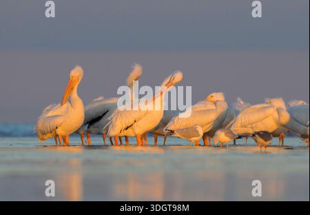 Pélicans blancs d'Amérique (Pelecanus erythrorhynchos) se préparant et se reposant sur la plage de l'océan sous la lumière du coucher du soleil pendant l'hiver, Galveston, Texas, États-Unis Banque D'Images