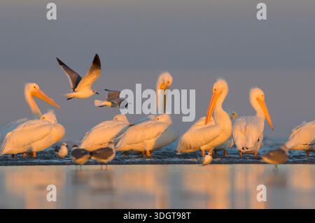 Pélicans blancs américains (Pelecanus erythrorhynchos) se préparant et se reposant à la plage de l'océan sous la lumière du coucher du soleil, avecy mouettes volantes, Galveston, TX, USA Banque D'Images