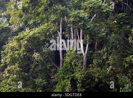 Arbres dans la forêt à feuilles persistantes. Cette photo a été prise de Chittagong, Bangladesh Banque D'Images