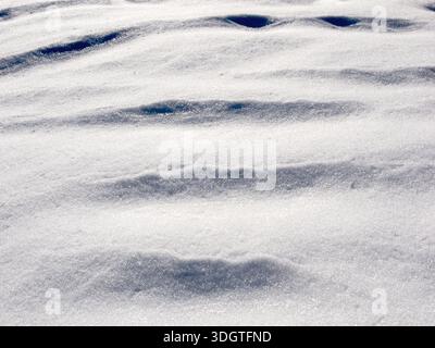 WA26973-00..... WASHINGTON - crêtes de neige causées par le vent, Tahoma State Forest. Banque D'Images