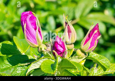 Rose sauvage ou Rose japonaise (rosa rugosa), gros plan montrant un groupe de boutons de fleurs ou de boutons de rose non ouverts. Banque D'Images