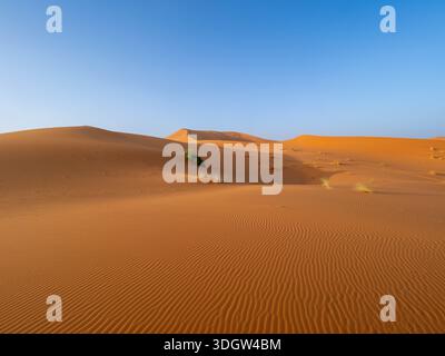 Dunes de sable lisses orange-rouge avec de délicates ondulations de vent et une végétation désertique clairsemée s'étendant vers un ciel bleu profond dans les dunes Erg Chebbi de la Banque D'Images