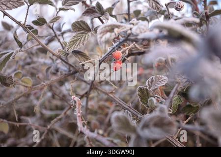Baies rouges sur une branche couverte de givre, encadrées par des branches, vues de près Banque D'Images