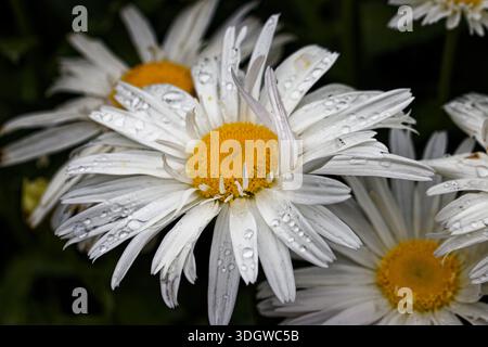 Leucanthemum superbum, communément appelé Shasta Daisy, est un hybride développé par Luther Burbank (1849-1926) dans les années 1890 près de Mt. Shasta. Banque D'Images