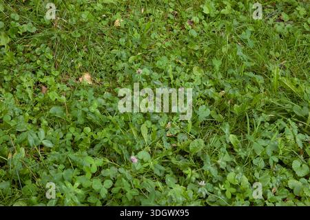 Trèfle vert poussant parmi d'autres herbes, formant un fond vert naturel dense. Banque D'Images