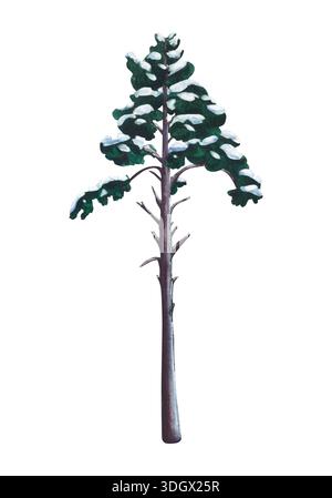 Pin. Illustration aquarelle de pins couverts de neige isolés sur un fond blanc. Isolé de PIN couvert de neige. Arbre de forêt enneigée Banque D'Images