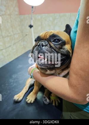 Gros plan d'un bouledogue français tenu et réconforté par son propriétaire lors d'un bilan vétérinaire. Banque D'Images