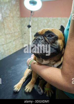 Gros plan d'un bouledogue français tenu et réconforté par son propriétaire lors d'un bilan vétérinaire. Banque D'Images