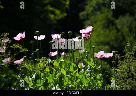 Un bouquet de pavots à opium roses (Papaver somniferum), en contre-jour, contre le jardin verdoyant, Corchiano, Viterbo, Latium, Italie Banque D'Images