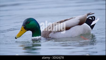 Canard reposant paisiblement, paisible Mallard Drake dérivant sur l'eau plate avec la lumière subtile du soleil d'hiver Banque D'Images