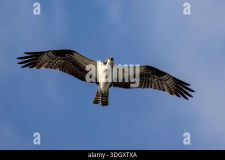 Osprey (Pandion haliaetus) en vol - Pompano Beach, Floride, États-Unis Banque D'Images