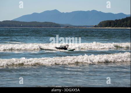 Un homme essayant d'apprendre à surfer sur les vagues de l'océan à Tofino Canada Banque D'Images