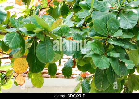 Gros plan des feuilles de la catappa de Terminalia montrant des teintes vertes, jaunes et oranges avec un toit en tuiles en arrière-plan. Banque D'Images