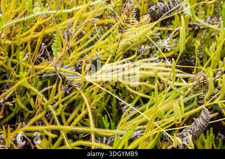 Cernua, Palhinhaea cernua, Lycopodium cernuum, Santa Cruz Island, Galapagos Islands, Équateur Banque D'Images