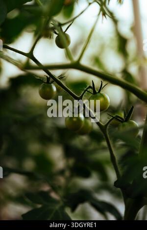 Gros plan de petites tomates cerises vertes biologiques et cultivées sur une vigne dans une serre avec une lumière naturelle douce. Banque D'Images