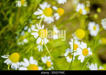 Gros plan de camomille (Matricaria chamomilla) dans un jardin avec une faible profondeur de champ et un bokeh doux. Herbe médicinale pour tisane remèdes naturels a Banque D'Images