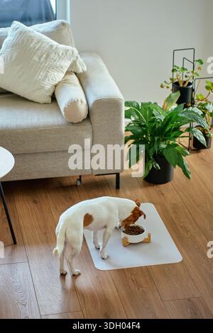 Jack Russell Terrier chien mangeant de la nourriture sèche de bol sur bol en bois dans le salon avec plancher en bois. Concept d'alimentation animale et nutrition animale Banque D'Images