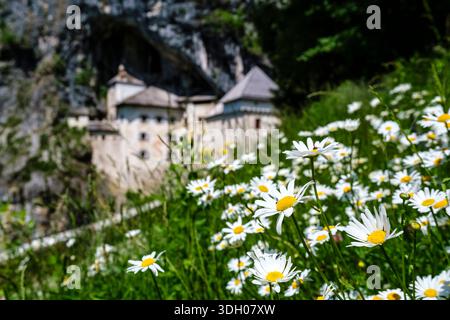 Oxeye marguerites au premier plan avec le château flou Predjama construit dans une embouchure de grotte au loin. Banque D'Images