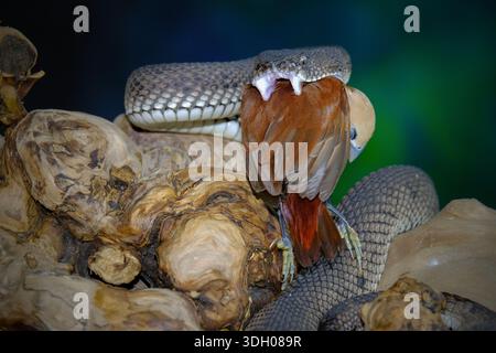 Vipère de fosse de mangrove sur une branche d'arbre Banque D'Images