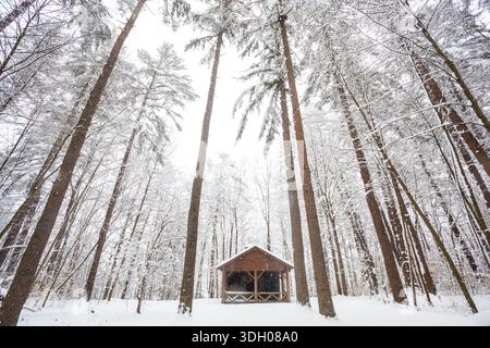 Cabane d'hiver sous de grands arbres dans la tempête de neige Banque D'Images