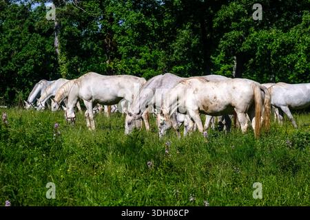 Chevaux blancs Lipizzaner qui paissent dans les hautes herbes à Lipica Stud Farm, avec une limite des arbres au loin. Banque D'Images