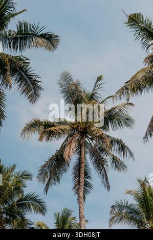 Tall Coconut Palm Tree contre Blue Sky sur Koh Kood, Thaïlande Banque D'Images