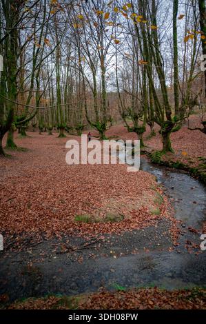 Plancher forestier couvert de feuilles rouges d'automne avec un ruisseau Banque D'Images
