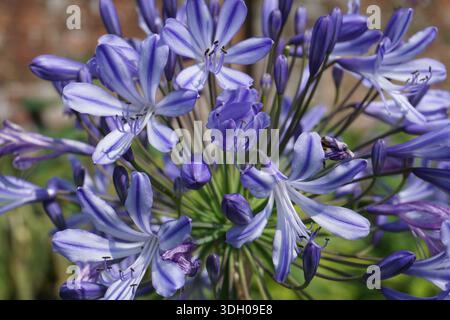 Fleurs d'agapanthus bleu brillant en floraison estivale. jolies fleurs de jardin Banque D'Images