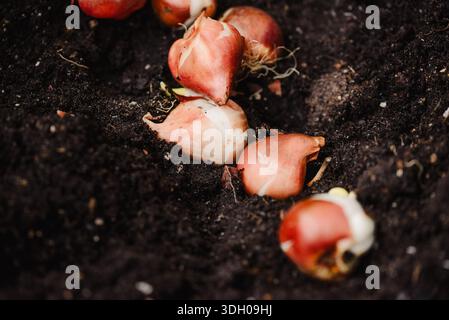 Planter des bulbes de tulipes dans le sol pendant la préparation du jardin Banque D'Images