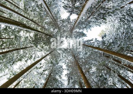 Vue à angle bas des pins à feuilles persistantes couverts de neige dans une forêt. Ultra grand angle, vue vers le haut, ciel couvert, personne Banque D'Images