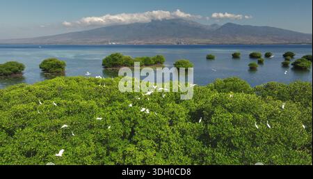 Des aigrettes blanches volent et se perchent sur des mangroves verdoyantes, avec de l'eau de mer tranquille, des îles de mangrove dispersées et une chaîne de montagnes lointaine sous un ciel bleu clair. Îles Gili est, Lombok Banque D'Images