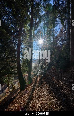 Les rayons du soleil brillent à travers la cime des arbres d'une forêt d'épicéas lors d'une froide journée d'hiver dans les Alpes de Allgäu, créant une scène de forêt alpine atmosphérique avec glo Banque D'Images