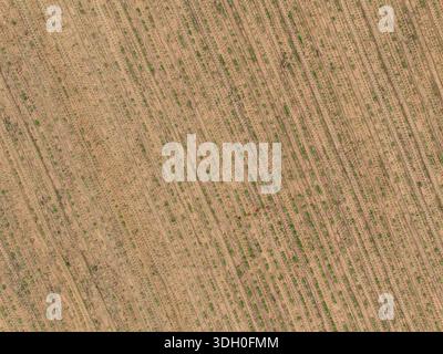 Champ agricole de canne à sucre montrant des rangées de jeunes plantes vertes poussant dans un sol brun. Agriculture Agriculture et culture plantation. Produit agricole rural Banque D'Images