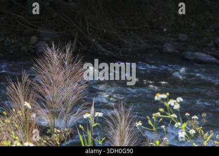 Scène de ruisseau naturel tranquille avec de l'eau qui coule et une atmosphère paisible avec des panaches d'herbe à plumes sauvages et de petites fleurs sauvages blanches qui fleurissent sur Banque D'Images