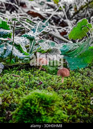 Les premières gelées d'automne. Deux petits champignons poussant à partir de mousse, entourés d'autres végétaux et couverts de gel. Tammisaari, Finlande Banque D'Images