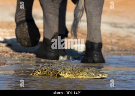 Le crocodile du Nil (Crocodylus niloticus), rivière Chobe, au Botswana Banque D'Images