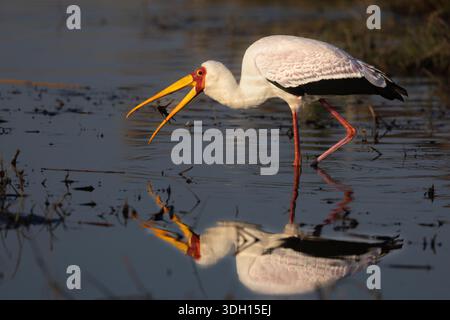 Cigogne à bec jaune (Mycteria ibis) avec proie, parc national de Chobe, Botswana Banque D'Images