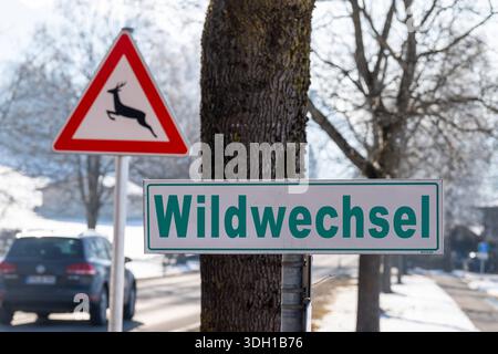 Buching, Allgäu, Bavière, Allemagne - 18 janvier 2026 : montage photo, un panneau lisant Wildwechsel Wildwechsel Crossing se dresse devant un panneau d'avertissement de la faune. L'image indique le croisement d'animaux et met en évidence le risque d'accidents de la faune dans la circulation routière, en particulier dans les zones rurales. *** Fotomontage, Ein Schild mit der Aufschrift Wildwechsel steht vor einem Wildtier-Warnzeichen. DAS Bild weist auf querende Tiere Hin und verdeutlicht das Risiko von Wildunfällen im Straßenverkehr, besonders in ländlichen Gebieten. Banque D'Images