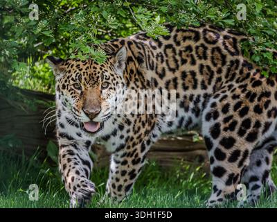 Le léopard sauvage dans le Cat Sanctuary Kent UK se dirige vers le photographe, tout en regardant dans sa direction. Banque D'Images