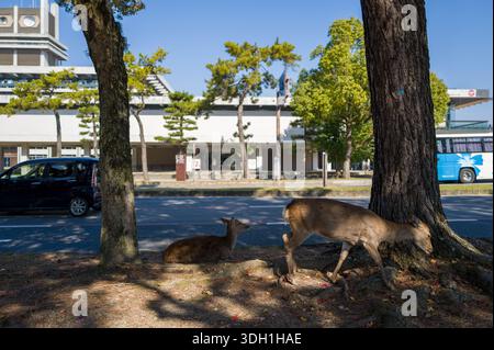 Nara, Japon - 5 novembre 2023 : deux cerfs sont visibles à l'ombre d'arbres près du bord d'une rue, un cerf couché et l'autre pâturant, tandis qu'une voiture et un bus sont garés sur la route devant un bâtiment moderne. Banque D'Images