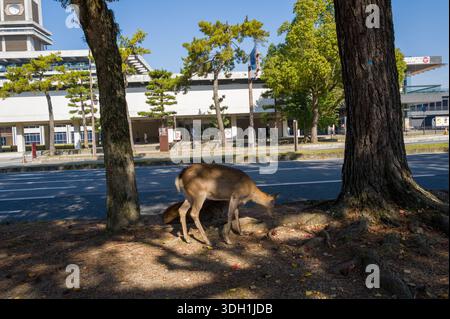 Nara, Japon - 5 novembre 2023 : deux cerfs paissent sur le sol à l'ombre des arbres près d'une rue, avec un bâtiment moderne et plusieurs personnes visibles en arrière-plan sous un ciel bleu clair. Banque D'Images