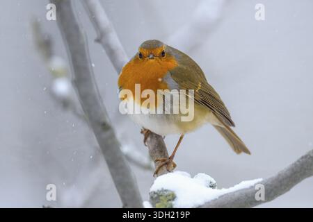 Un robin (Erithacus rubecula) est assis sur une branche enneigée et regarde dans la caméra, parc naturel de Duemmerniederung, basse-Saxe, Allemagne Banque D'Images