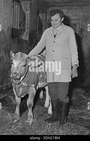Agriculteur avec un veau dans une étable, sur une ancienne ferme franconienne, noir et blanc, Bavière, Allemagne Banque D'Images